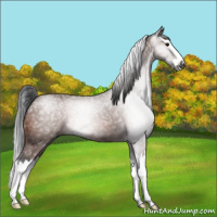 Horse Color:Gray Bay Ice Roan Splash 