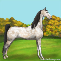 Horse Color:Bay Ice Dun 