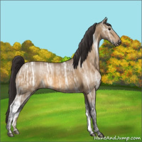 Horse Color:Buckskin Ice 