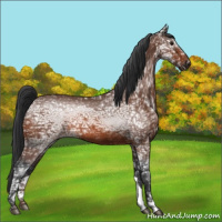 Horse Color:Bay Ice Roan 