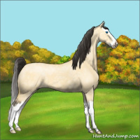 Horse Color:Buckskin Ice Roan Dun Splash 
