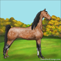 Horse Color:Bay Ice 