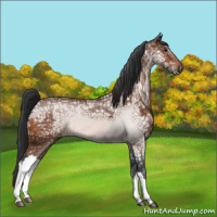 Horse Color:Bay Ice 