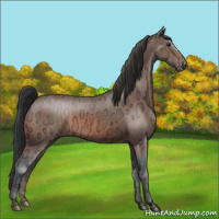 Horse Color:Bay Ice 