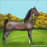 Horse Color:Bay Ice 