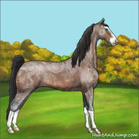 Horse Color:Bay Ice Splash 