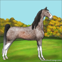 Horse Color:Bay Ice Splash 