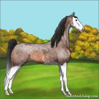 Horse Color:Bay Ice Splash 