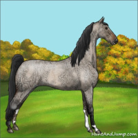 Horse Color:Bay Ice Roan Dun 