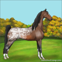 Horse Color:Bay Ice 