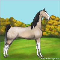 Horse Color:Bay Ice Dun Splash 
