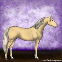 Horse Color:Palomino 