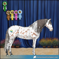 Horse Color:White Spotted Bay Appaloosa 