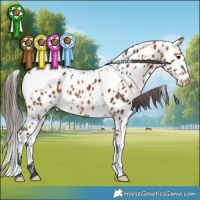Horse Color:White Spotted Bay Near Leopard