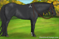 Horse Color:Black Rabicano 