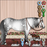 Horse Color:Gray White Spotted Brown Rabicano 