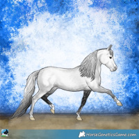 Horse Color:Gray Black Sabino Rabicano