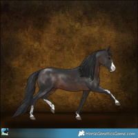 Horse Color:Brown Sabino Rabicano 