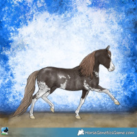 Horse Color:Liver Chestnut Sabino Rabicano