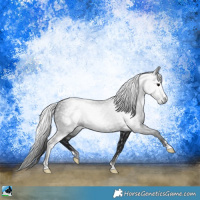 Horse Color:Gray Black Sabino Rabicano 