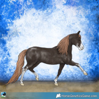 Horse Color:Liver Chestnut Sabino Rabicano 