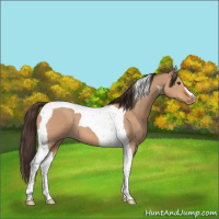 Horse Color:Bay Dun Tobiano Varnish