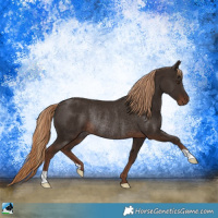 Horse Color:Liver Chestnut Rabicano 