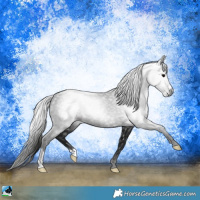 Horse Color:Gray Black Rabicano 