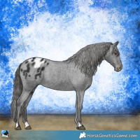 Horse Color:Liver Chestnut Appaloosa Rabicano 