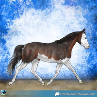 Horse Color:Brown Splash Rabicano
