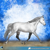 Horse Color:Gray Brown Rabicano 