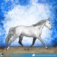 Horse Color:Gray Black Rabicano 