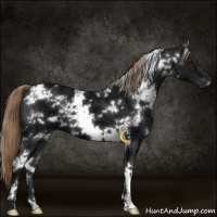 Horse Color:White Spotted Liver Chestnut Ice 