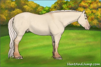 Horse Color:Silver Classic Champagne Dun 
