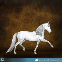 Horse Color:Gray Black Appaloosa Rabicano