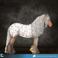 Horse Color:Silver Bay Near Leopard 