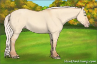Horse Color:Silver Amber Champagne Dun 