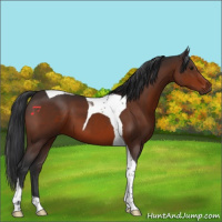 Horse Color:Brown Tobiano 