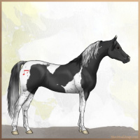 Horse Color:Black Tobiano 
