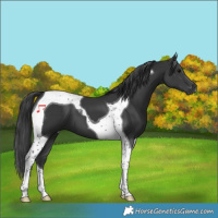 Horse Color:Black Tobiano 