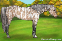 Horse Color:Brown Dun  and Brown Dun Appaloosa 