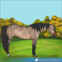 Horse Color:Brown Dun  and Brown Dun 
