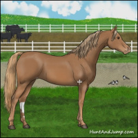 Horse Color:Chestnut Appaloosa