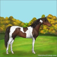 Horse Color:Liver Chestnut Tobiano 
