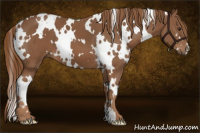 Horse Color:White Spotted Chestnut 