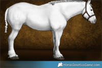 Horse Color:Gray Bay Roan 
