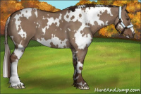 Horse Color:White Spotted Liver Red Dun