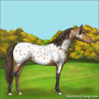 Horse Color:Buckskin Appaloosa 