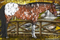 Horse Color:Black Appaloosa  and Brown Appaloosa