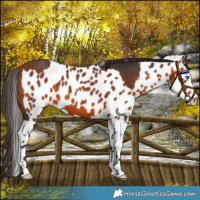 Horse Color:Bay Splash and Bay Appaloosa
